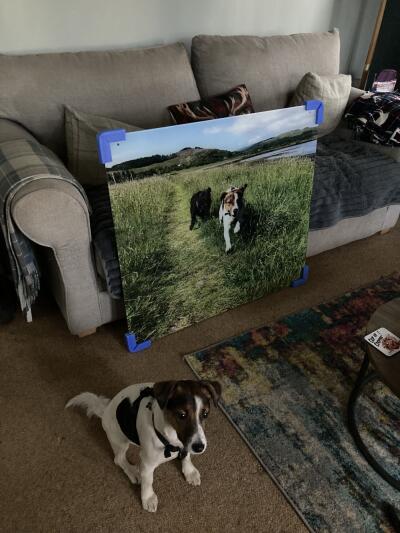 In situ image by Helen Moger from Isle of Mull