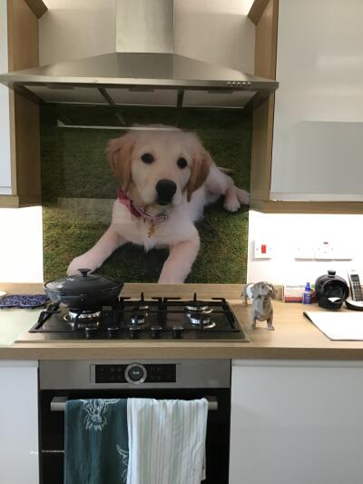 In situ image by Maureen Callander from FORFAR