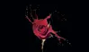 Glass Hob Cover / Chopping Board in Paint Drip Rose - 90cm Wide x 52cm High