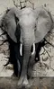 Glass Splashback With Fixing Holes in Elephant - 60cm Wide x 100cm High